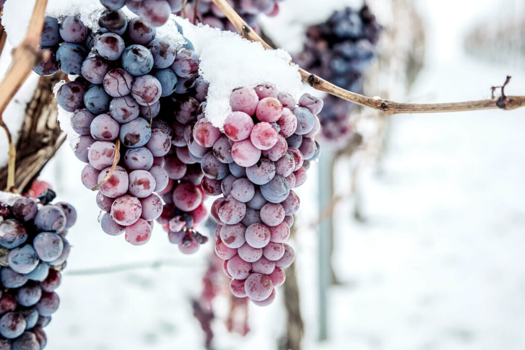 VTskills: quarto meeting di progetto a Gent